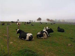 Wissembourg_04_klein